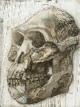 Australopithecus Afarensis Skull-Kennis and Kennis-Framed Photographic Print