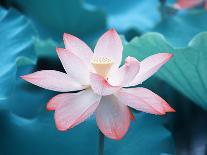 Lotus Flower Plants-kenny001-Photographic Print