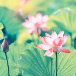 Lotus Flower Blooming in Summer Pond with Green Leaves as Background-kenny001-Photographic Print