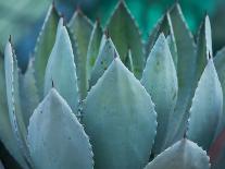 Macro of Succulent Plant in the Desert-kenny001-Photographic Print