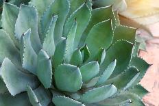 Macro of Succulent Plant in the Desert-kenny001-Photographic Print