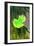 Kensington Gardens Series: Leaf Cascade, 2007-Izabella Godlewska de Aranda-Framed Giclee Print