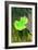 Kensington Gardens Series: Leaf Cascade, 2007-Izabella Godlewska de Aranda-Framed Giclee Print