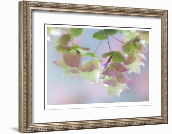 Kent Beauty-Donald Paulson-Framed Giclee Print