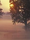 Foggy Sunrise on Horse Farm, Kentucky-Kent Foster-Framed Photographic Print