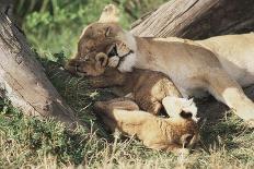 Kenya, Maasai Mara Game Reserve, Mother Lion Playing with Cubs-Kent Foster-Framed Photographic Print