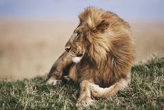 Kenya, Maasai Mara National Reserve, Lion Resting in Grass-Kent Foster-Photographic Print
