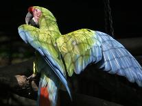 APTOPIX Costa Rica Endangered Macaws-Kent Gilbert-Premier Image Canvas