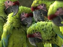 APTOPIX Costa Rica Endangered Macaws-Kent Gilbert-Premier Image Canvas