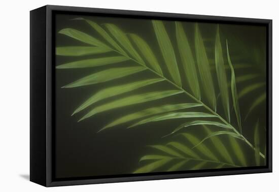 Kentia Palm Leaf-DLILLC-Framed Premier Image Canvas