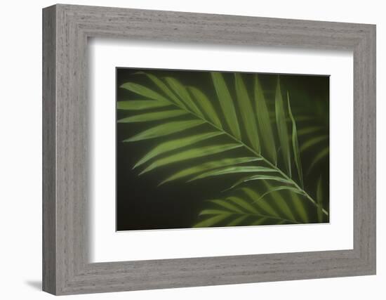 Kentia Palm Leaf-DLILLC-Framed Photographic Print