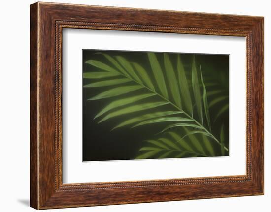 Kentia Palm Leaf-DLILLC-Framed Photographic Print