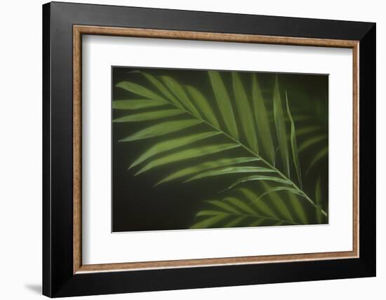 Kentia Palm Leaf-DLILLC-Framed Photographic Print