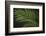 Kentia Palm Leaf-DLILLC-Framed Photographic Print