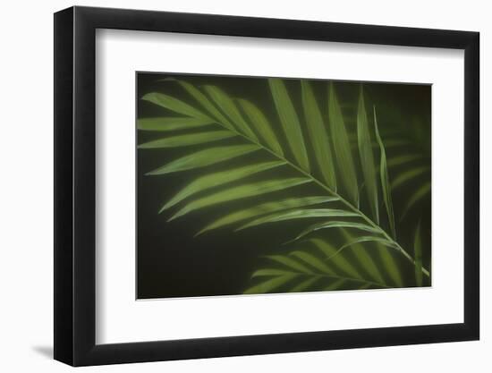 Kentia Palm Leaf-DLILLC-Framed Photographic Print
