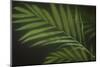 Kentia Palm Leaf-DLILLC-Mounted Photographic Print