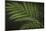 Kentia Palm Leaf-DLILLC-Mounted Photographic Print