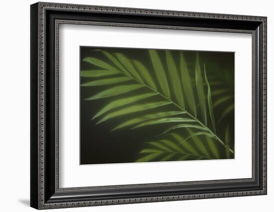 Kentia Palm Leaf-DLILLC-Framed Photographic Print