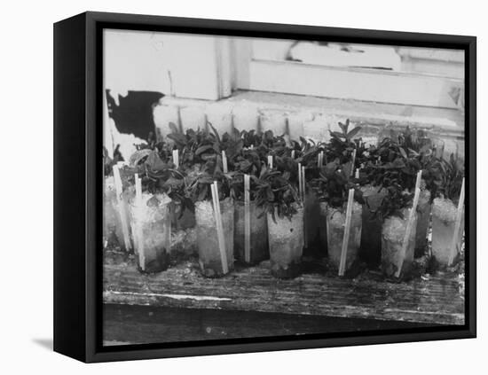 Kentucky Derby-null-Framed Premier Image Canvas