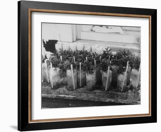 Kentucky Derby-null-Framed Photographic Print