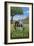 Kentucky - Horse in Field-Lantern Press-Framed Art Print