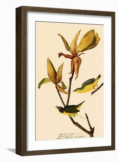 Kentucky Warbler-John James Audubon-Framed Giclee Print