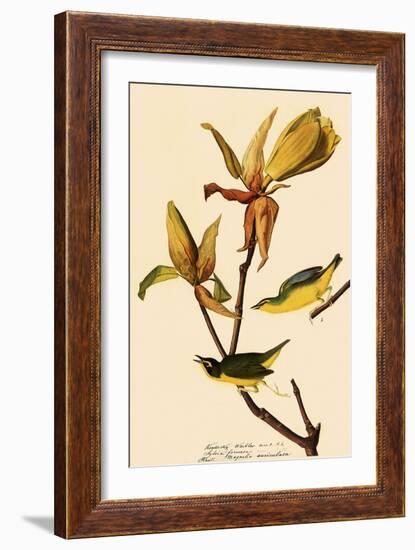 Kentucky Warbler-John James Audubon-Framed Giclee Print