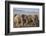 Kenya, Amboseli National Park. a Breeding Herd of Elephant.-Niels Van Gijn-Framed Photographic Print