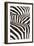 Kenya, Amboseli National Park, Close Up on Zebra Stripes-Anthony Asael-Framed Photographic Print