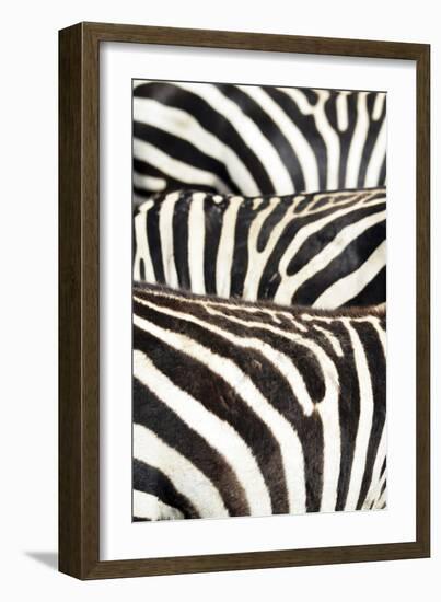 Kenya, Amboseli National Park, Close Up on Zebra Stripes-Anthony Asael-Framed Photographic Print