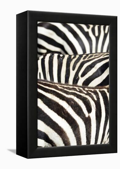 Kenya, Amboseli National Park, Close Up on Zebra Stripes-Anthony Asael-Framed Premier Image Canvas