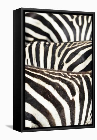 Kenya, Amboseli National Park, Close Up on Zebra Stripes-Anthony Asael-Framed Premier Image Canvas