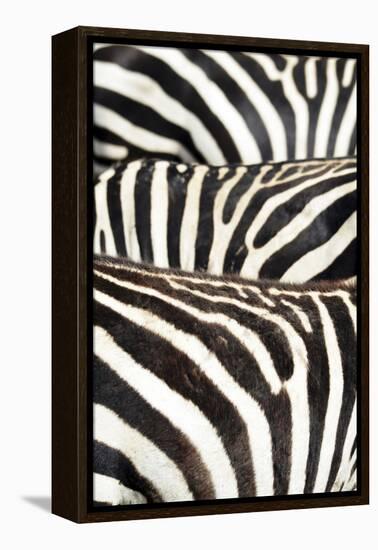 Kenya, Amboseli National Park, Close Up on Zebra Stripes-Anthony Asael-Framed Premier Image Canvas