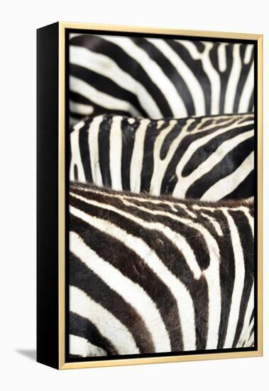 Kenya, Amboseli National Park, Close Up on Zebra Stripes-Anthony Asael-Framed Premier Image Canvas