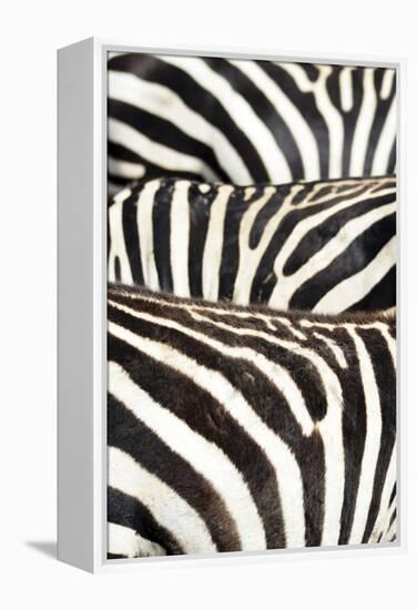 Kenya, Amboseli National Park, Close Up on Zebra Stripes-Anthony Asael-Framed Premier Image Canvas