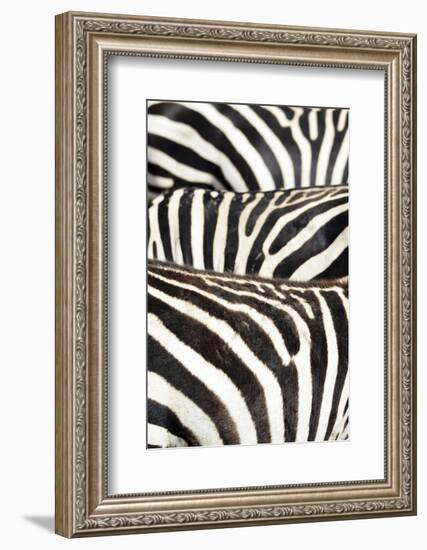 Kenya, Amboseli National Park, Close Up on Zebra Stripes-Anthony Asael-Framed Photographic Print