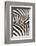 Kenya, Amboseli National Park, Close Up on Zebra Stripes-Anthony Asael-Framed Photographic Print