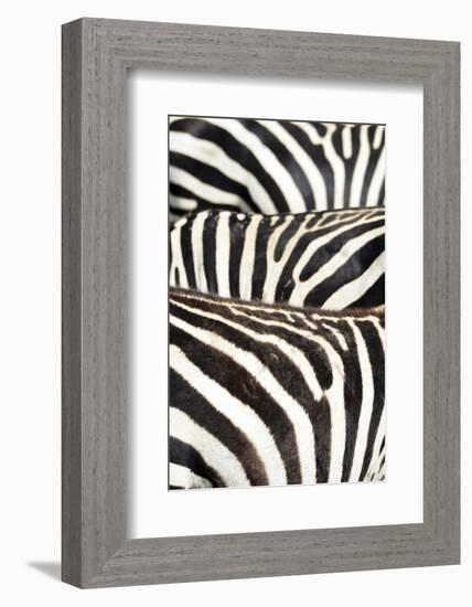 Kenya, Amboseli National Park, Close Up on Zebra Stripes-Anthony Asael-Framed Photographic Print