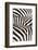 Kenya, Amboseli National Park, Close Up on Zebra Stripes-Anthony Asael-Framed Photographic Print