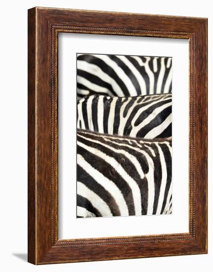 Kenya, Amboseli National Park, Close Up on Zebra Stripes-Anthony Asael-Framed Photographic Print