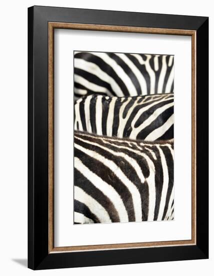 Kenya, Amboseli National Park, Close Up on Zebra Stripes-Anthony Asael-Framed Photographic Print