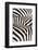 Kenya, Amboseli National Park, Close Up on Zebra Stripes-Anthony Asael-Framed Photographic Print