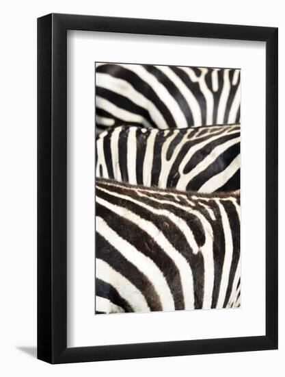 Kenya, Amboseli National Park, Close Up on Zebra Stripes-Anthony Asael-Framed Photographic Print