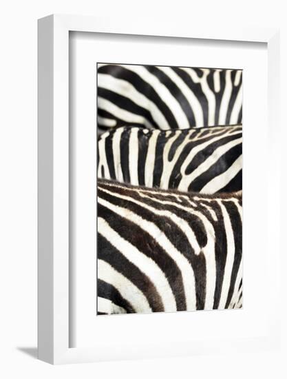 Kenya, Amboseli National Park, Close Up on Zebra Stripes-Anthony Asael-Framed Photographic Print