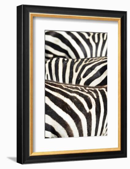 Kenya, Amboseli National Park, Close Up on Zebra Stripes-Anthony Asael-Framed Photographic Print