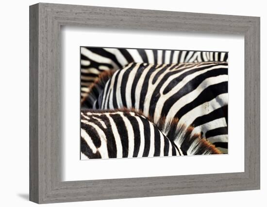 Kenya, Amboseli National Park, close up on Zebra Stripes-Anthony Asael/Art in All of Us-Framed Photographic Print