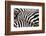 Kenya, Amboseli National Park, close up on Zebra Stripes-Anthony Asael/Art in All of Us-Framed Photographic Print
