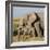 Kenya, Amboseli National Park, Elephant (Loxodanta Africana)-Alison Jones-Framed Photographic Print