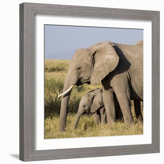 Kenya, Amboseli National Park, Elephant (Loxodanta Africana)-Alison Jones-Framed Photographic Print