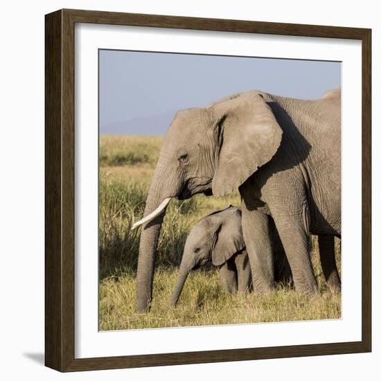 Kenya, Amboseli National Park, Elephant (Loxodanta Africana)-Alison Jones-Framed Photographic Print